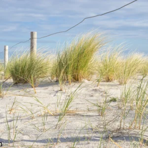 RONDIN BOIS CHÂTAIGNIER CLASSE 4 NATUREL - 120*1500 - Ambiance1 img